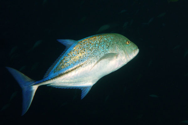 Coiba Island Scuba Diving