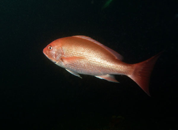 Coiba Island Scuba Diving