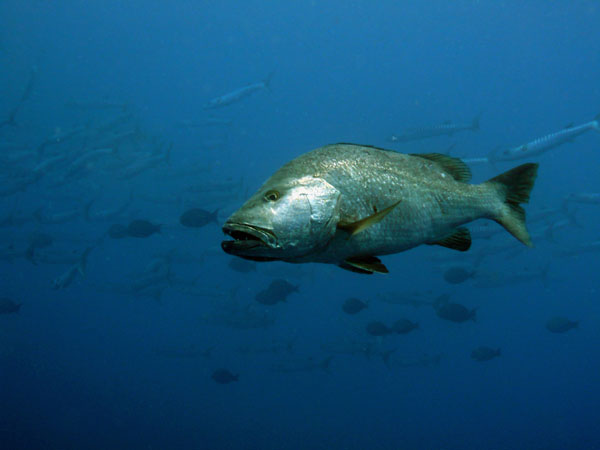 Coiba Island Scuba Diving