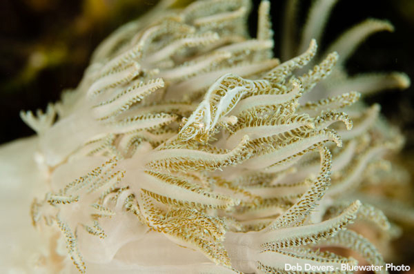 Anilao Underwater Photo Workshop