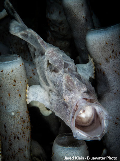 Anilao Underwater Photo Workshop