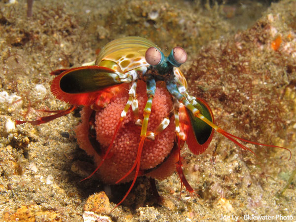 Anilao Underwater Photo Workshop