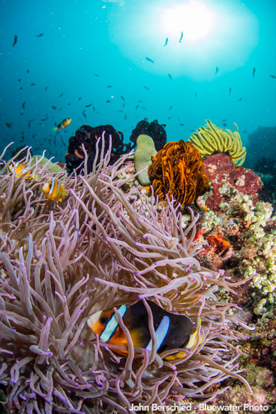 Anilao Underwater Photo Workshop