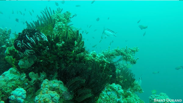 GoPro underwater no filter