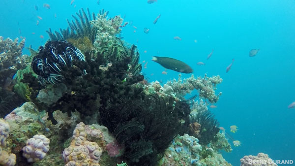 GoPro underwater red filter