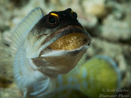 Nikon D810 review for underwater photography