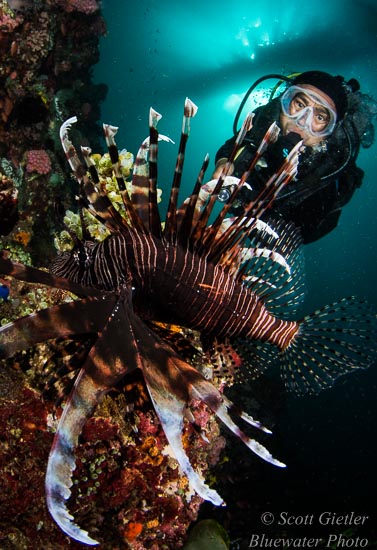 Nikon D810 review for underwater photography