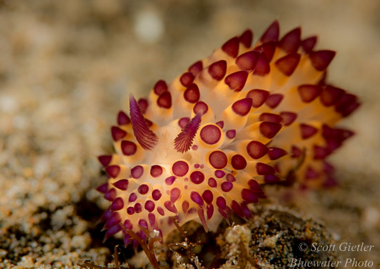 Nikon D810 review for underwater photography