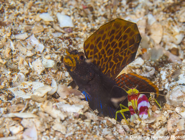 Anilao Underwater Photo Workshop