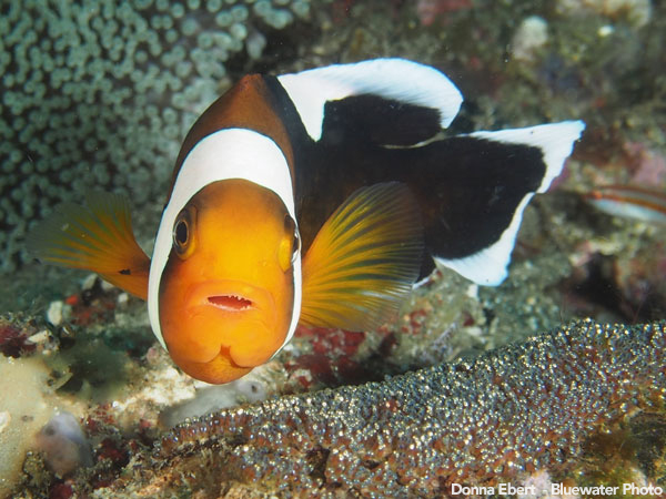 Anilao Underwater Photo Workshop