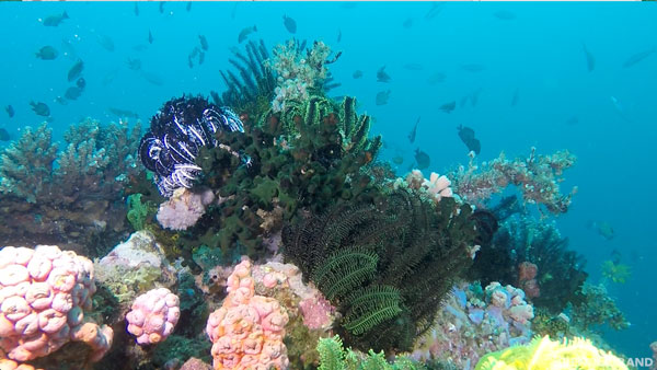 GoPro underwater video lights