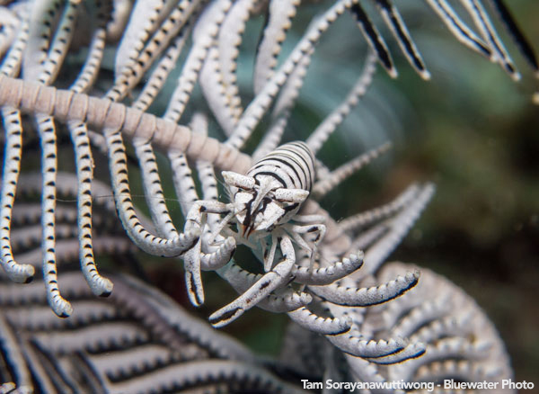 Anilao Underwater Photo Workshop