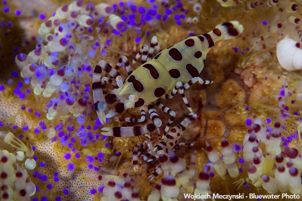 Anilao Underwater Photo Workshop