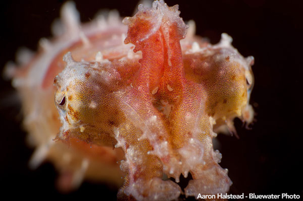 Anilao Underwater Photo Workshop