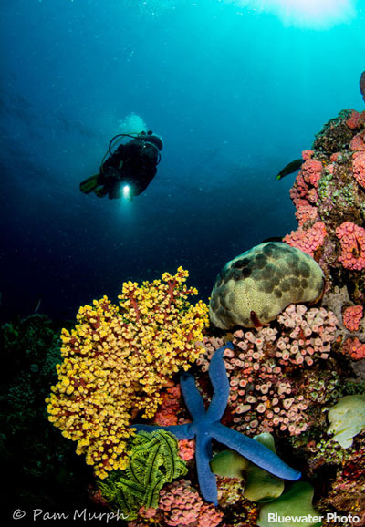 Anilao Underwater Photo Workshop