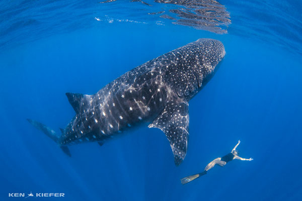 Underwater Photo Composition