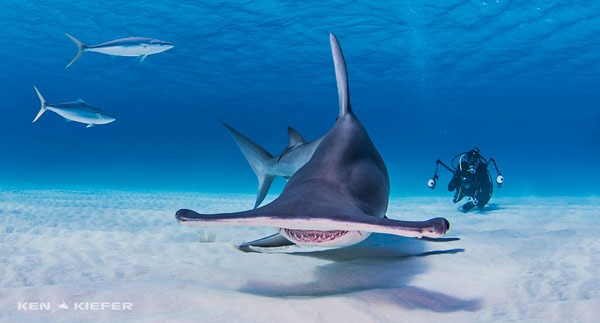 Underwater Photo Composition