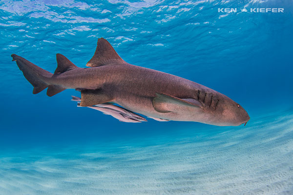 Underwater Photo Composition