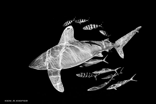 Underwater Photo Composition