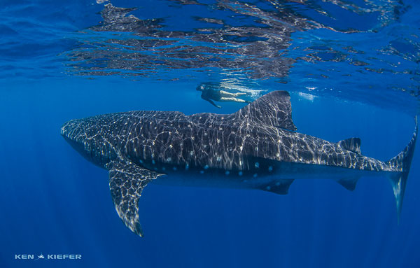 Underwater Photo Composition