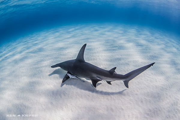 Underwater Photo Composition