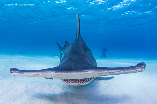 Underwater Photo Composition