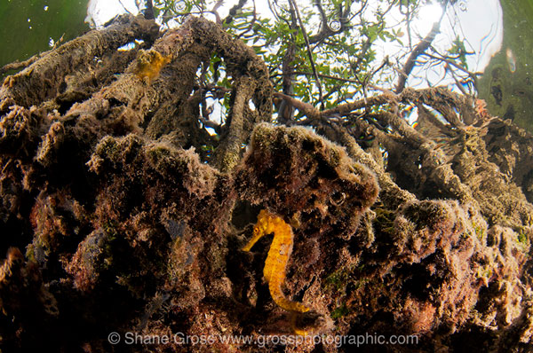 bahamas sea horse