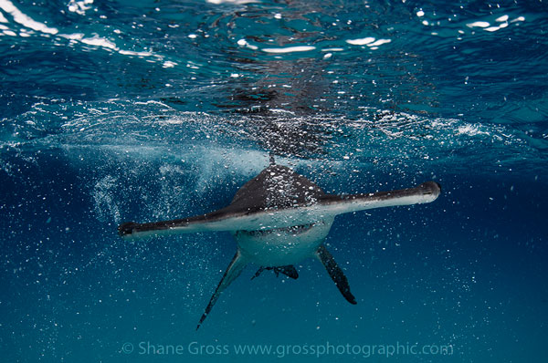 Bimini hammerhead shark