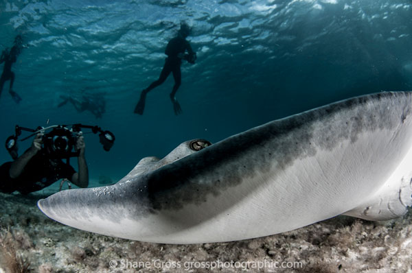 stingray and underwater photographer
