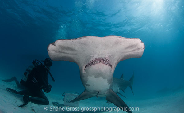 Bimini Hammerhead Shark