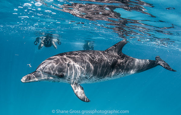 atlantic spotted dolphin