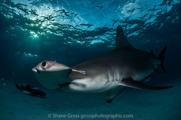 Bimini hammerhead shark