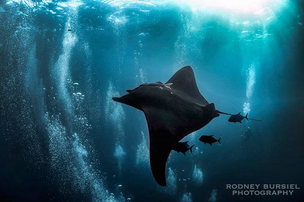 I’m positioned slightly above the manta so I can see his whole body. Including the bubbles in the shot, rising from below the manta, creates more drama. With no bubbles, this shot wouldn’t have been as interesting. socorro manta ray