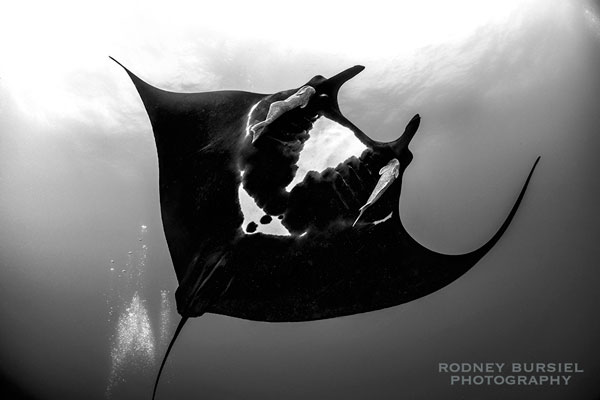 Another close up with the fisheye. Positioned just below the manta. The sun is directly above so the strobes gave that nice pop on the belly. Otherwise this shot would have been too dark. socorro manta ray