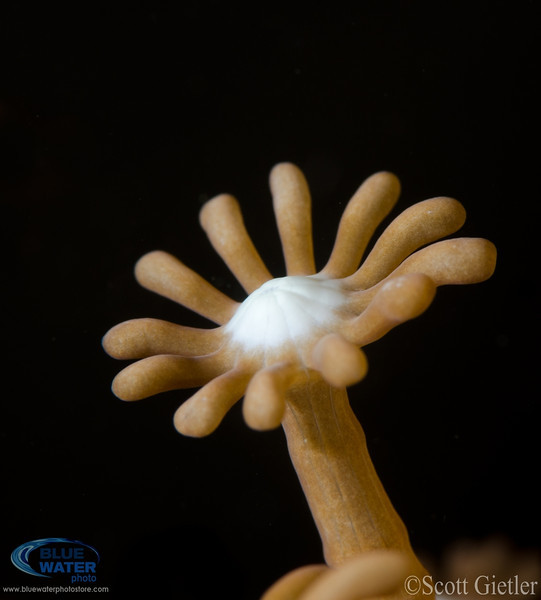 Supermacro tutorial underwater