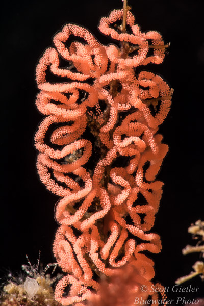 supermacro tips for underwater photography