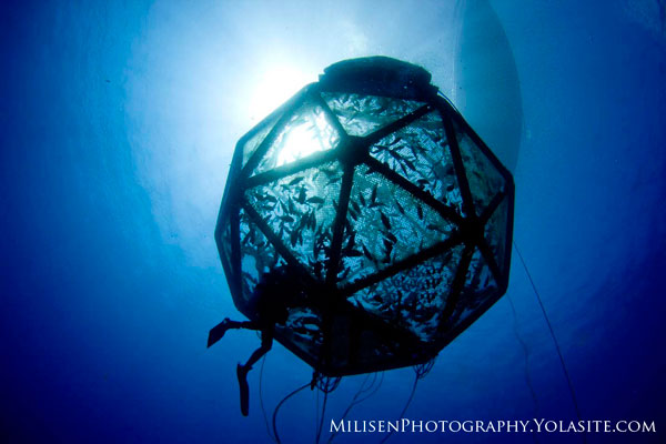 hawaii aquaculture cage