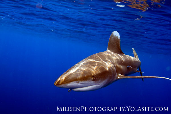oceanic whitetip shark