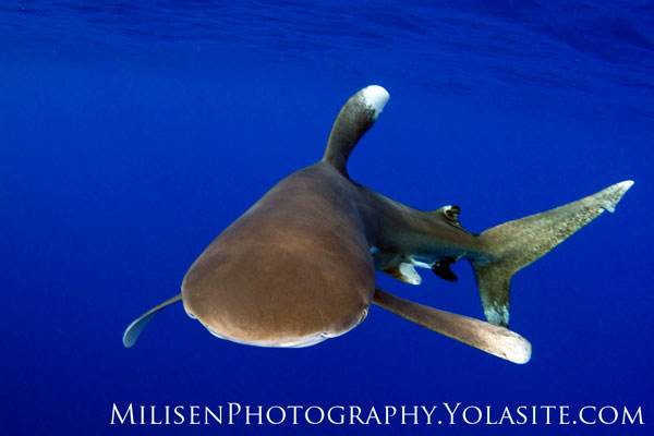 oceanic whitetip shark in hawaii
