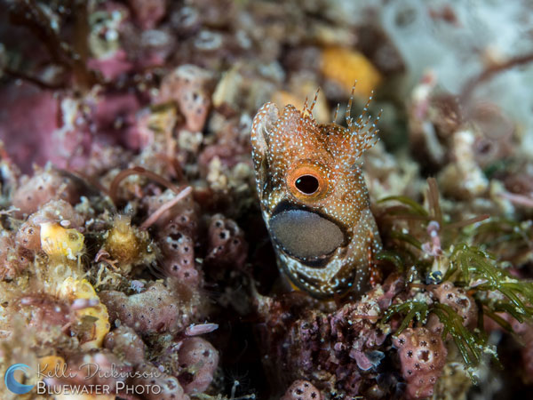 Sea&Sea YS-D2 underwater test