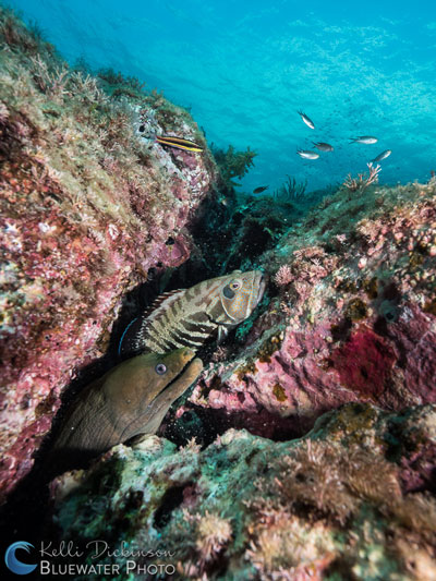 Sea&Sea YS-D2 underwater test