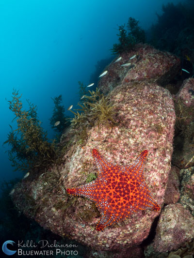 Sea&Sea YS-D2 underwater test