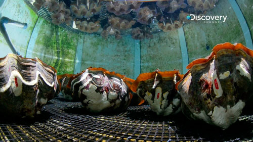 Sisters Islands Marine Park giant clam
