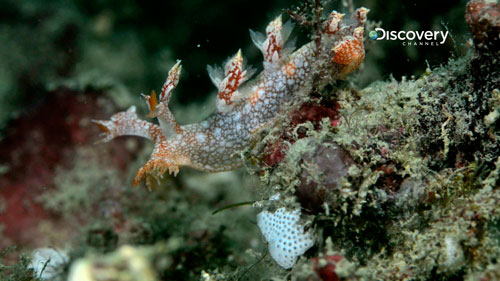 Sisters Islands Marine Park nudibranch