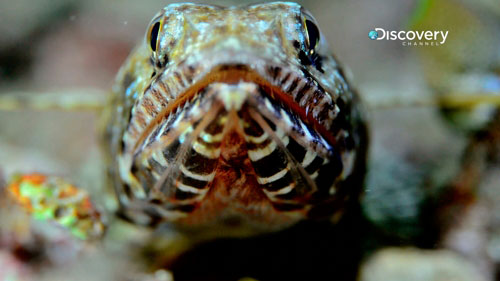 Sisters Islands Marine Park fish