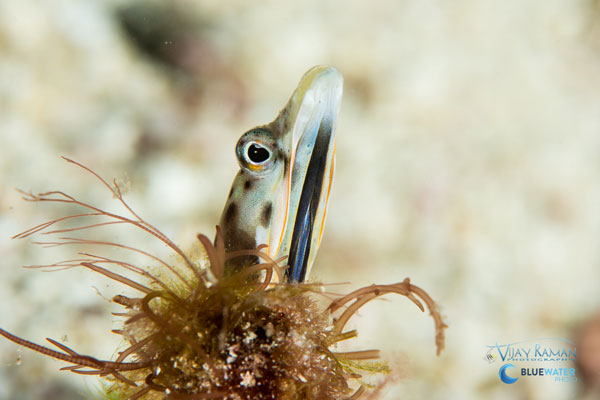 sea of cortez pikeblenny