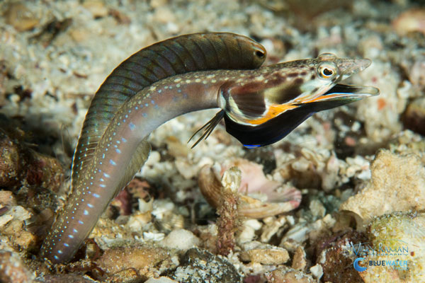 sea of cortez orangethroat pikeblenny