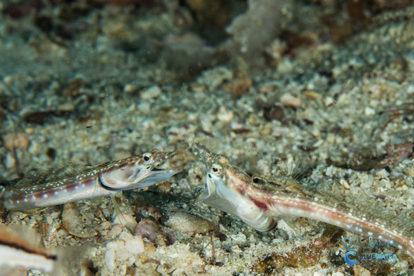 sea of cortez orangethroat pikeblenny