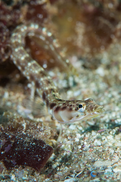 sea of cortez orangethroat pikeblenny
