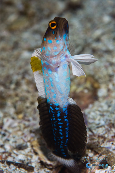 sea of cortez blue spotted jawfish